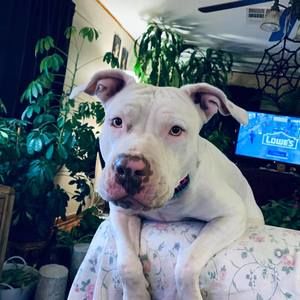 Meet your Posher, Chrissy